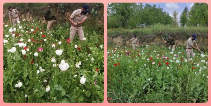 Poppy Cultivation